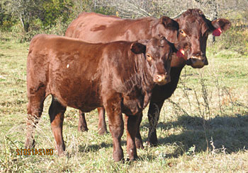 Commercial cow and Glenford Major 33U heifer