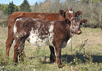 Commercial cow and calf at Birdtail Shorthorns